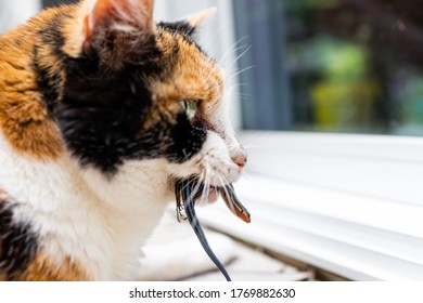 Calico Cat Outside Outdoor Hunter Hunting Catching Blue Lizard In Mouth Standing By Door Of Home House Asking To Go Inside