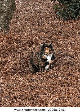Calico cat in pine straw 