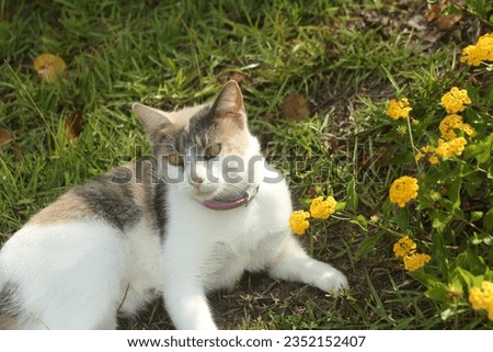 Calico cat posing with yellow flowers