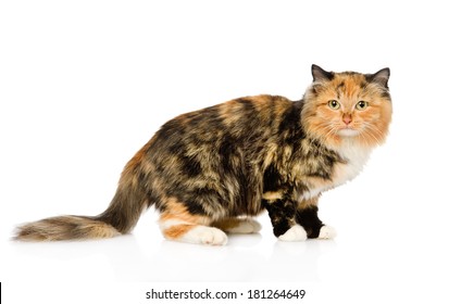 Calico Cat In Profile. Isolated On White Background