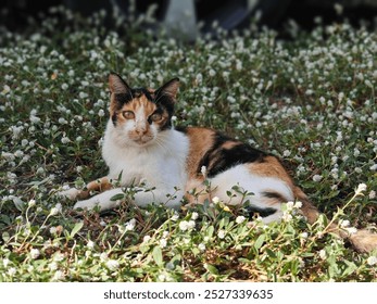 A calico cat relaxes on a field of small white flowers, basking in the warm sunlight. The natural outdoor setting highlights the peaceful and calm demeanor of the resting feline. - Powered by Shutterstock