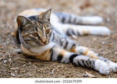  Calico Cat Relaxing on Ground Outdoors. A calico cat with distinct markings lying on the ground, looking attentively ahead, captured in an outdoor setting. - Powered by Shutterstock