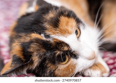 Calico cat resting on patterned blanket, relaxed gaze and soft paws, warm textile textures and cozy closeup, homelike