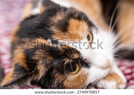 Calico cat resting on patterned blanket, relaxed gaze and soft paws, warm textile textures and cozy closeup, homelike