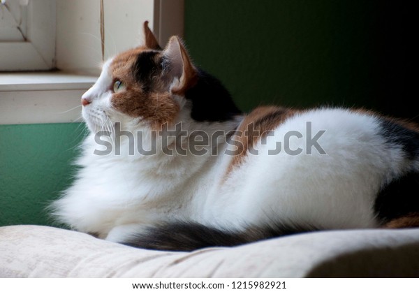 calico cat pillow pet