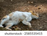 A calico cat is rolling around on the ground, enjoying the warm sunlight. Its fur is a mix of orange, white, and black.