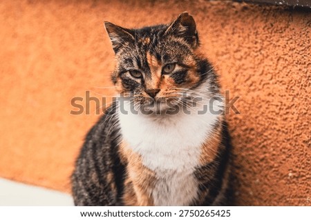 Calico cat sitting in front of a rustic orange stucco wall. Portrait of a beautiful domestic feline with distinct tricolor fur pattern. Animal pet looking at camera, nature photography