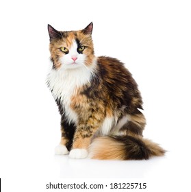 Calico Cat Sitting And Looking At Camera. Isolated On White Background