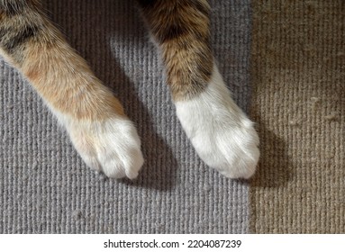 Calico Cat Sitting On The Rug At Home.  Cat Paws On Rug.  The Concept Of How To Stop Cat Scratching The Rug Or Carpet And How To Remove Pet Hair On Rug.  Flat Lay Top View Photo. 