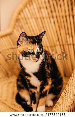 A calico cat sitting in a whicker chair near a window