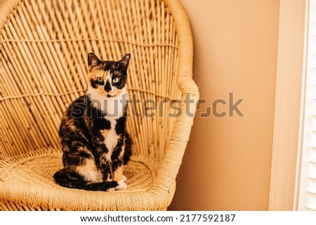 A calico cat sitting in a whicker chair near a window