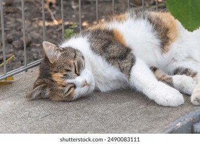 A calico cat is sleeping on the ground in a full body shot, with white and brown fur highlighted with orange, and white paws. - Powered by Shutterstock