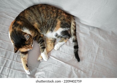 Calico Cat Sleeping On The Sofa At Home. Happy Tabby Cat Relaxing In A House. Flat Lay Top View Photo.