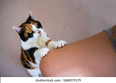 Calico Cat Standing Up Begging For Treat Adorable Cute Asking For Food Scratching Leg On Woman Owner Person Looking Up