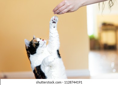 Calico Cat Standing Up On Hind Legs, Begging, Picking, Asking Food In Living Room, Doing Trick With Front Paw, Claws With Woman Hand Holding Treat, Meat