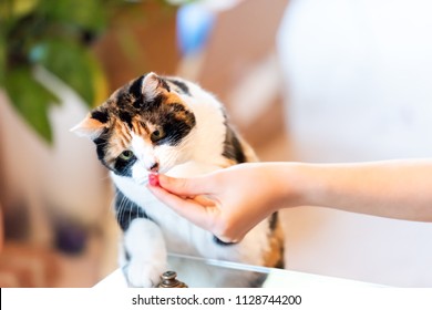 Calico Cat Standing Up On Hind Legs, Leaning On Table With Two Front Paws Sniffing Treat, Adorable Cute Big Eyes Asking For Food In Living Room, Doing Trick