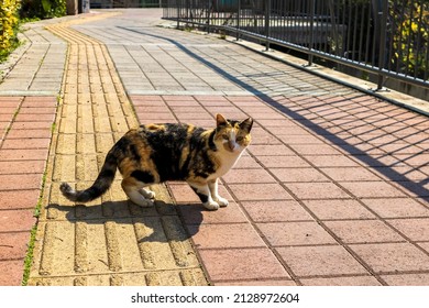 Calico cat standing on park footpath in sunlight