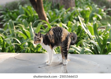 A calico cat stretching the body after sleeping in the garden  - Powered by Shutterstock