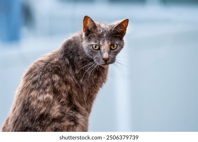  calico cat with a striking coat and intense yellow-green eyes stares directly at the camera. The soft background contrasts with the sharp focus on the cat’s expression, highlighting its detailed fur. - Powered by Shutterstock