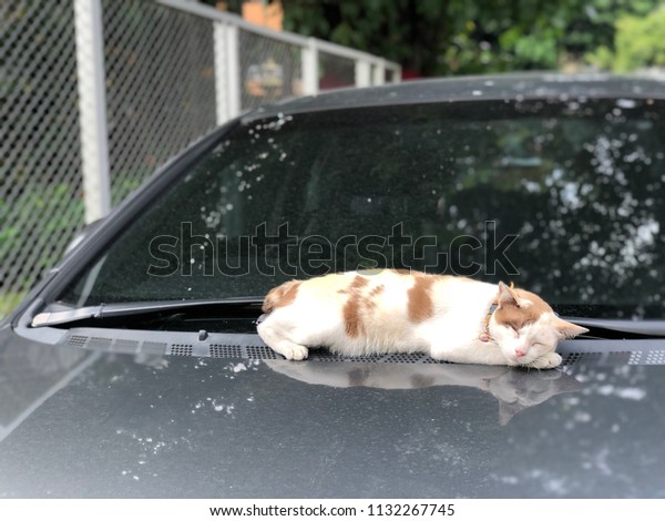 calico cat or three color cat with collar\
sleeps on the car during the sunny\
day