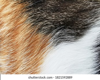 Calico Cat Or Tortoiseshell Cat Fur Texture Background. 