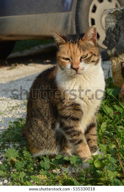 Calico cat\
or Tortoiseshell cat sitting on field. \
