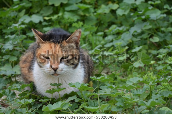 Calico cat or\
Tortoiseshell cat sitting on field.\
