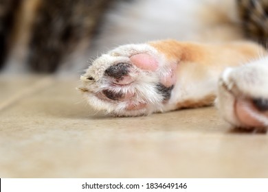 103 Calico beans Images, Stock Photos & Vectors | Shutterstock