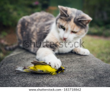 Calico Cat toys with its unfortunate prey, a beautiful yellow Hooded Warbler bird. 