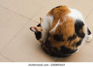 A calico cat or tri color cat is licking the hair on outdoor pathway - Shutterstock ID 2200893619