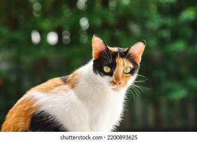 A calico cat or tri color cat looking at something in garden background - Shutterstock ID 2200893625
