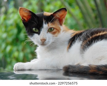 Calico cat or tricolor cat face in the detail shot. This tortoiseshell cat has three colors: white, black, and orange. 