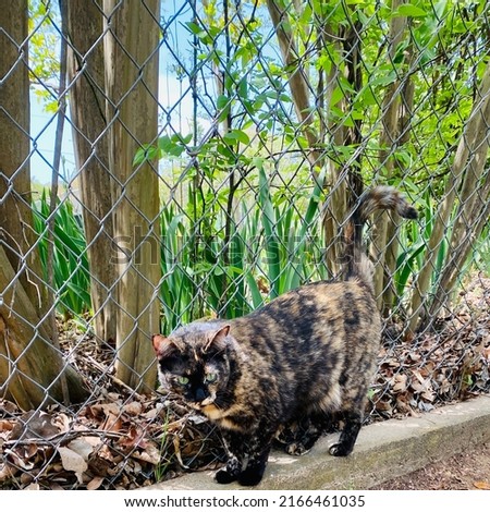 Calico cat walking along a fence line camouflaged with the nature and background