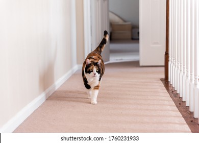 Calico Cat Walking On Carpet Floor In Home Room By Railing Stairs Hall Hallway Of House By Bedrooms