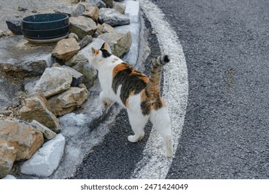 Calico Cat Walking on a Rocky Path - Powered by Shutterstock