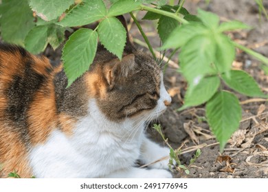 A calico cat with white, brown and black fur is sitting under the leaves of an ivy plant in a garden, tilting its head to one side as it watches something. - Powered by Shutterstock
