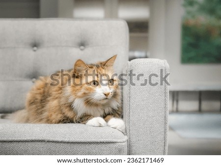 Calico cat with worried or sad expression sitting on a gray sofa in the living room. Cute fluffy kitty looking at something while lying or crouching on couch. 4 years old female cat. Selective focus.