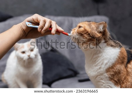 Calico Cats are eating snacks from plastic bags. Kittens are eating food from the hands of women on black background.The cat is using its tongue to lick food supplements.