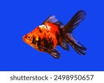 Calico color single tail goldfish (Tamasabah, Shubunkin goldfish) on isolated blue background. Carassius auratus is one of the most popular freshwater ornamental fish.