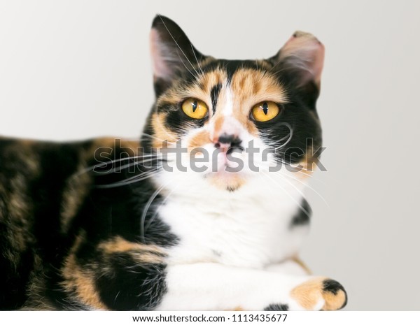 Calico Domestic Shorthair Cat Ear Tipped Stock Photo Edit Now