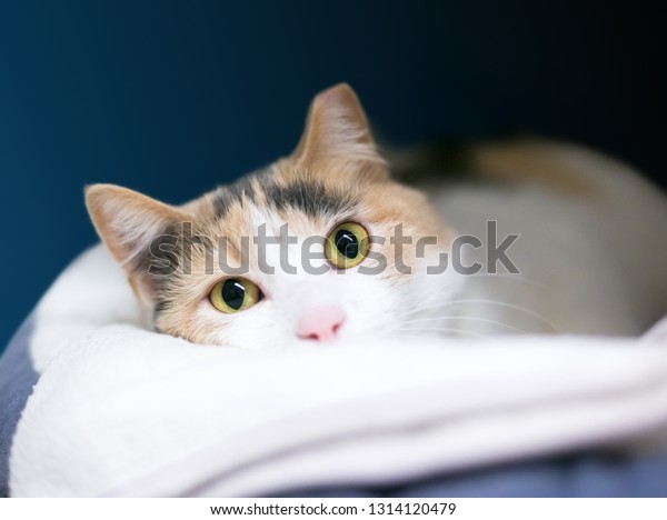 Calico Domestic Shorthair Cat Left Ear Stock Photo Edit Now