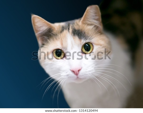 Calico Domestic Shorthair Cat Left Ear Stock Photo Edit Now