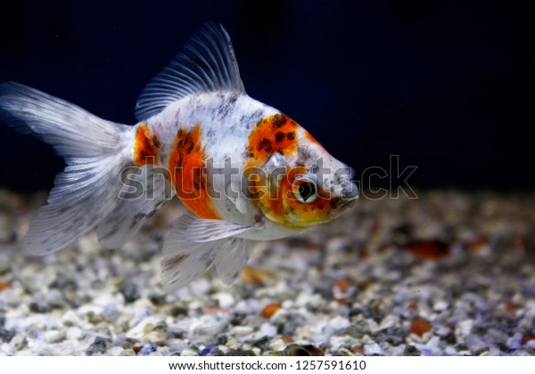 Calico Fantail Goldfish White Orange 