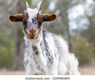 Calico Horned Goat Kid Straight On Face