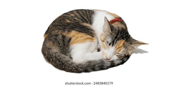 Calico kitten sleeping curled up on a white background. Cute pet, young cat, adorable feline, animal photography, peaceful nap. - Powered by Shutterstock