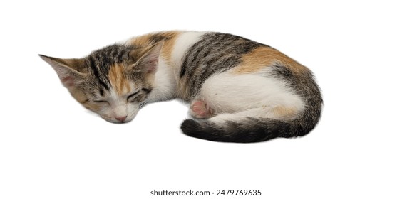 Calico kitten sleeping soundly against a white background. Adorable pet, peaceful nap, cute feline, domestic animal.
 - Powered by Shutterstock