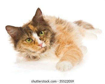 Calico Laperm Cat On White Background