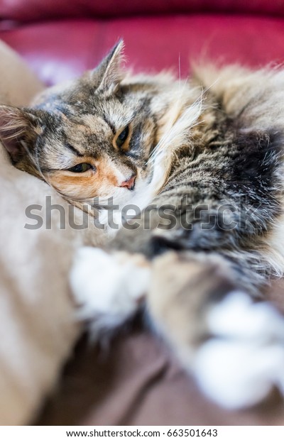 Calico Maine Coon Cat Closeup Resting Stock Photo Edit Now 663501643