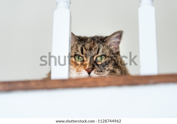 Calico Maine Coon Cat Face Lying Stock Photo Edit Now 1128744962