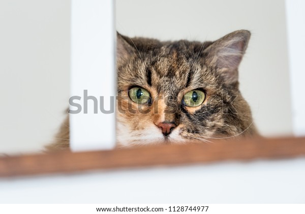 Calico Maine Coon Cat Face Closeup Stock Photo Edit Now 1128744977